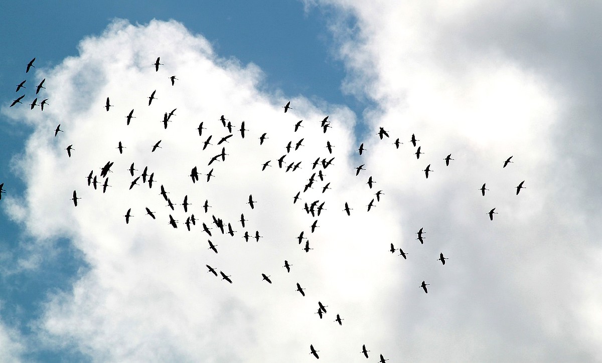 Vogelschlag bei Flugzeugen: Schadensforschung verbessern